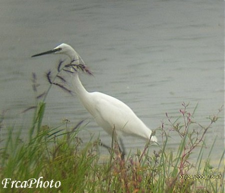 volavka stbit(Egretta garz