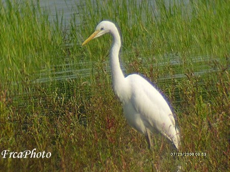 Volavka bl(Egretta alba)
