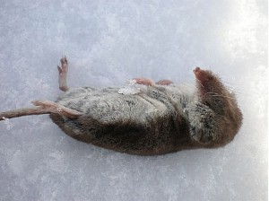 belozubka belobricha