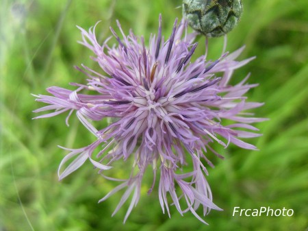 macro 4