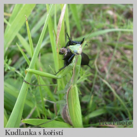 kudlo