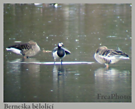 branta1