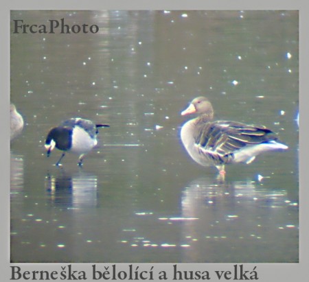 branta2