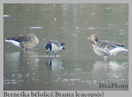 branta3