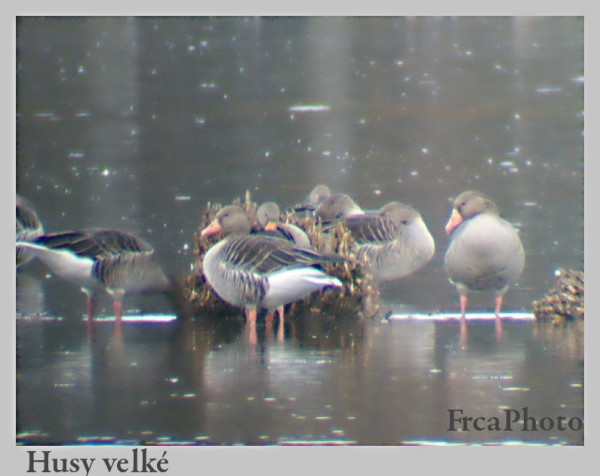 branta4