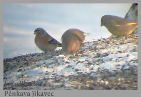 pnkava jikavec