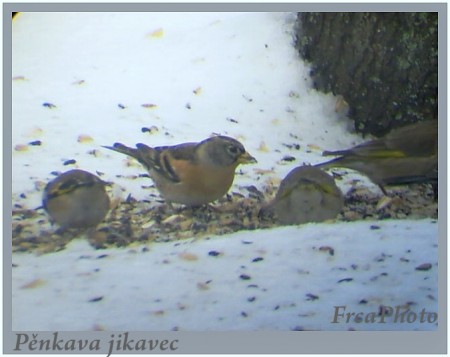 jikavec