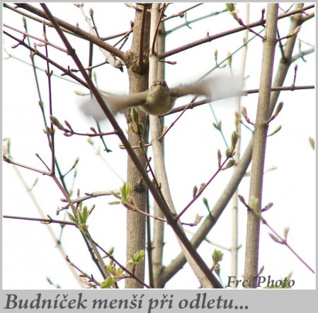 budnek