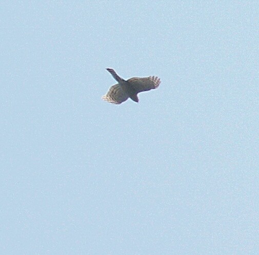 PICT0623