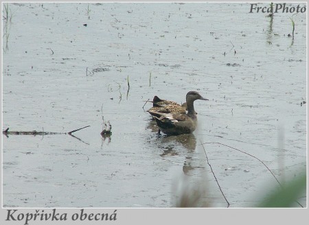 bzenecko6