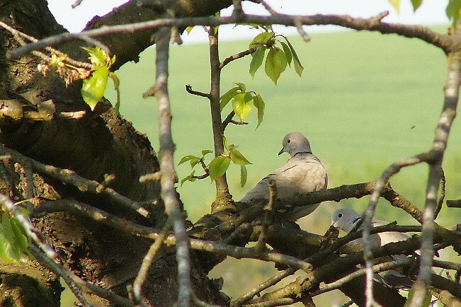 PICT0088