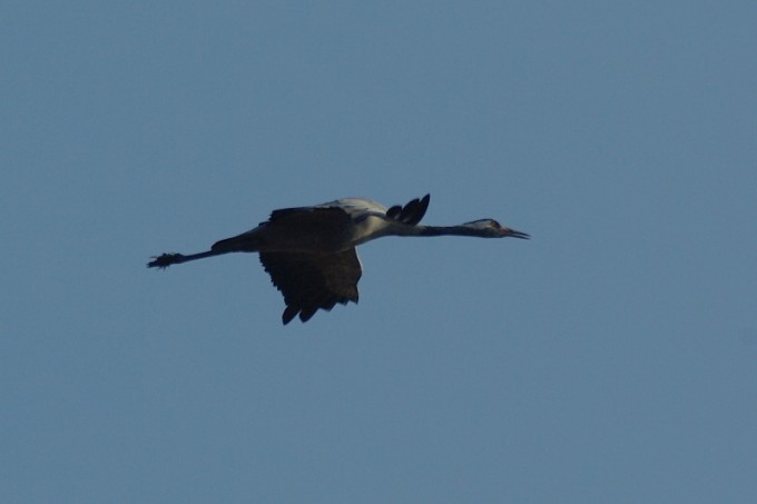 IMGP0965