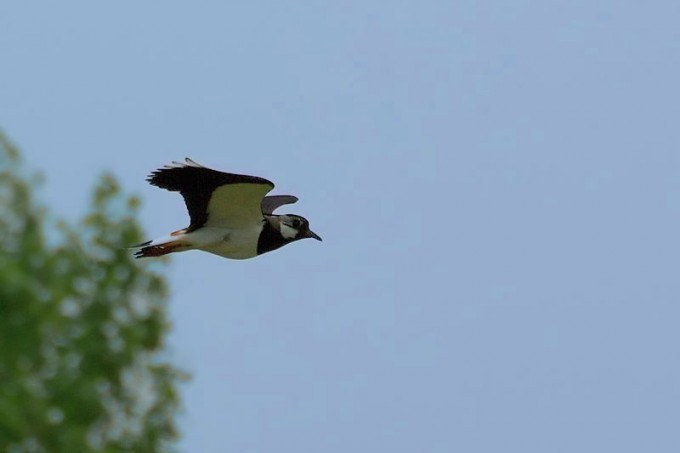 IMGP1181